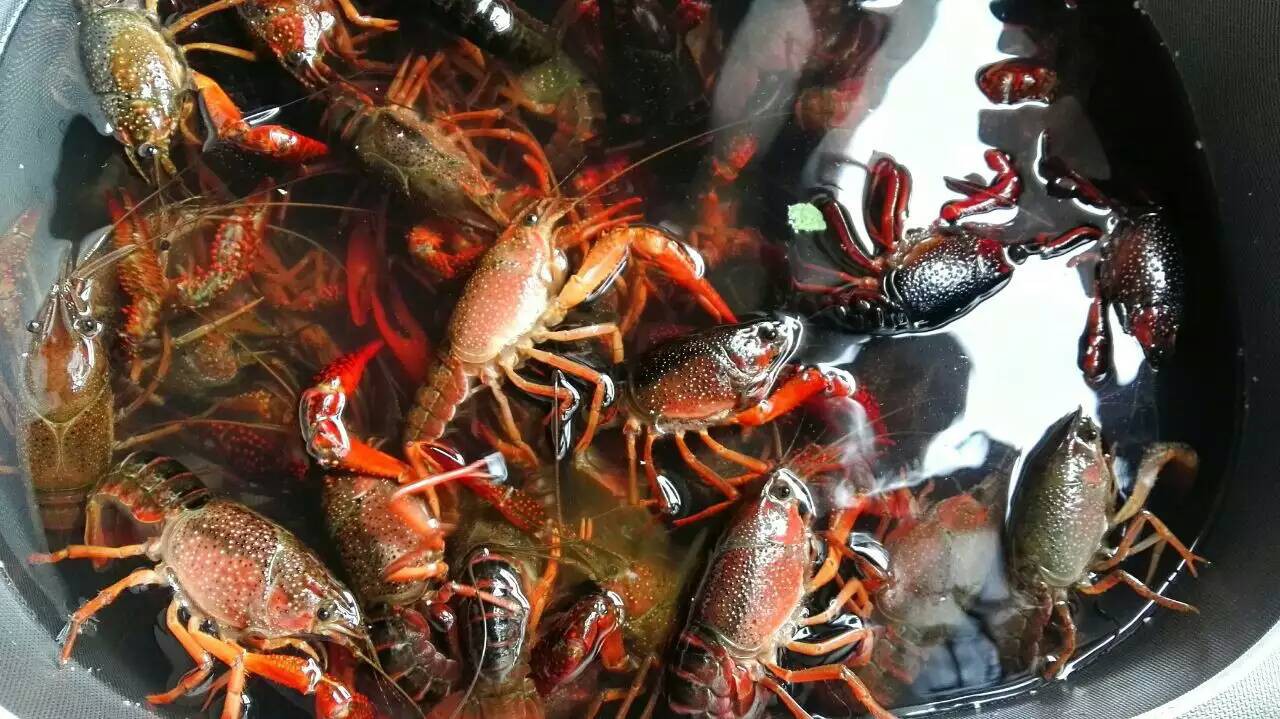 小龍蝦螃蟹生蠔超聲波清洗機(jī) 海鮮凈洗新科技，守護(hù)餐桌健康與美味
